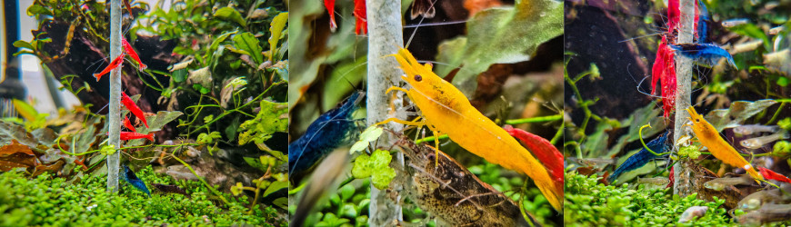 Superfish Lollies para Gambas