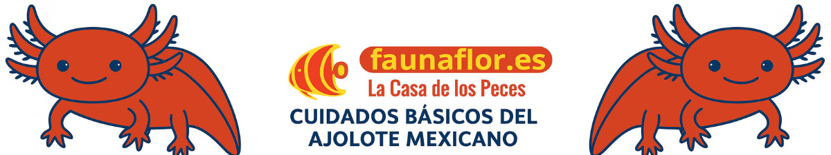 Cuidados básicos del ajolote mexicano
