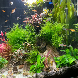 Decoracion Superfish Qubic 60