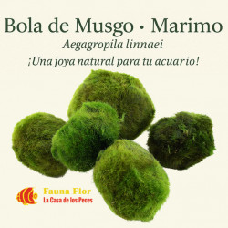 Leyenda y Cuidados  Bolas Marimo