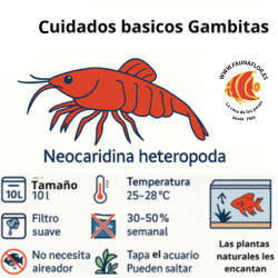 Cuidados básicos Neocaridina heteropoda