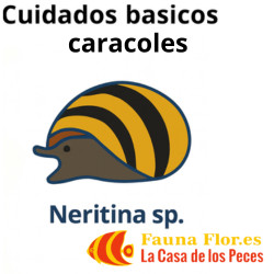 Cuidado Caracoles Neritina s.p.
