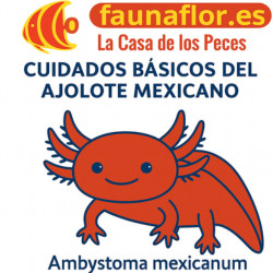 Cuidados básicos del ajolote mexicano