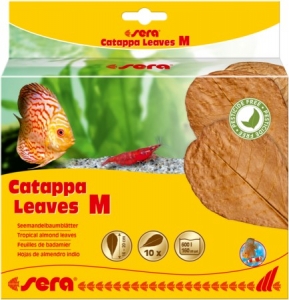  Catappa Leaves M