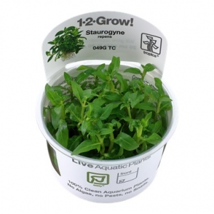 Staurogyne Repens 1-2 Grow !