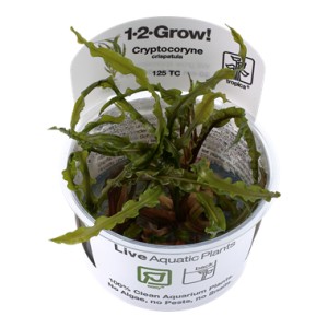 Cryptocoryne Crispatula 1-2 Grow !