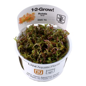 Rotala  rotundifolia "H"ra" 1-2 Grow!