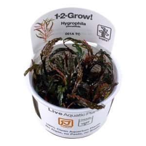 Hygrophila pinnatifida 1-2 Grow!