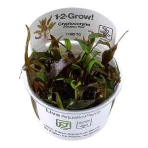 Cryptocoryne undulatus "Red" 1-2 Grow !