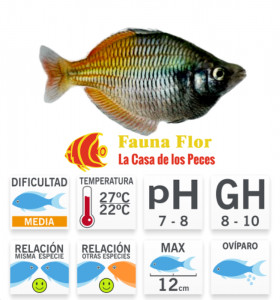 Pez Arcoiris Boesemani 