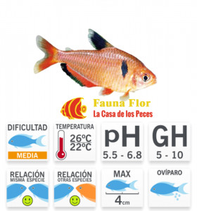 Tetra Serpae 