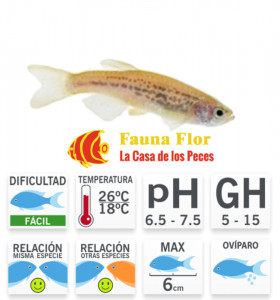 Danio cebra Leopardo