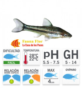 Otocinclus Affinis Come Algas 4-5cm