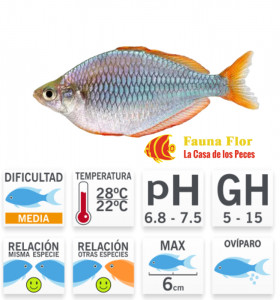 Melanotaenia Praecox 