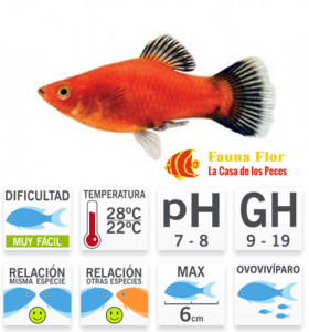 Platy Rojo Wagtail