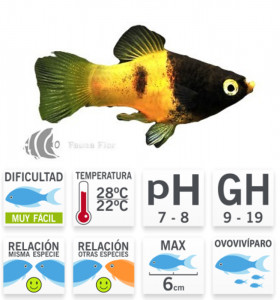 Platy Bumble Bee o Abejorro