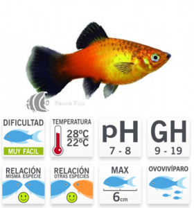Platy Sunrise