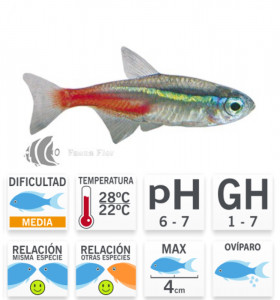 Tetra Neón Inessi Azul L