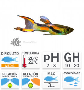 Guppy Endler Macho Surtido