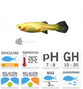 Guppy Hembra Endler Dorada