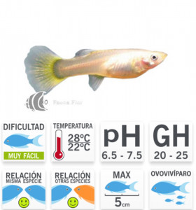 Guppy Hembra Amarilla