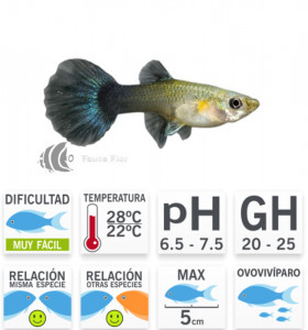 Guppy Hembra Negra
