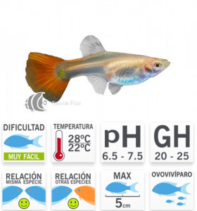 Guppy Hembra Roja