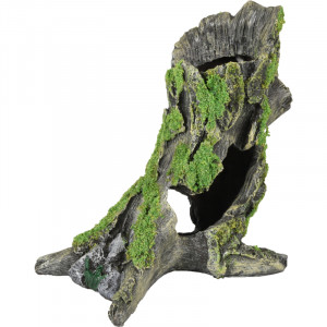 Tronco Árbol Musgo 3
