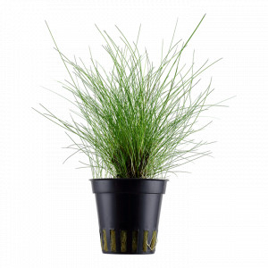 Eleocharis Parvula Maceta