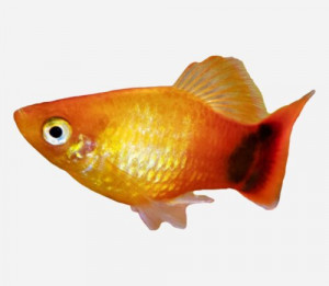 Platy Amarillo Hi-Fin