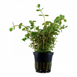 Rotala Rotundifolia Maceta