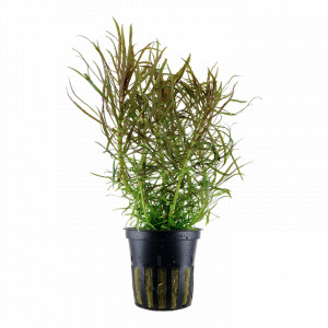 Pogostemon Stellatus Maceta