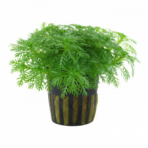 Hottonia Palustris Maceta