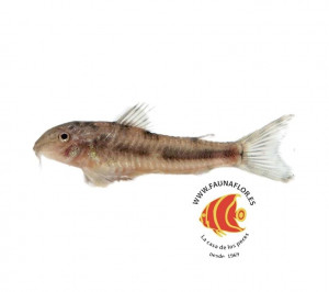 Aspidoras Spilotus