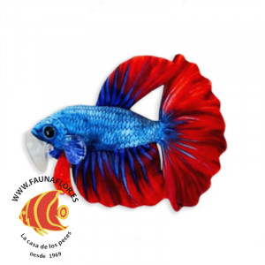 Betta Peluche