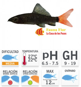 Labeo Bicolor O Epalzeorhynchos bicolor