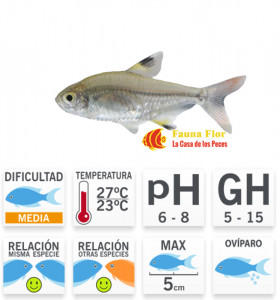 Tetra Rayos X Pristella