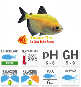Tetra Monjita Dorada Velo