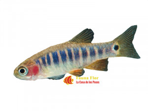 Rasbora (danio) Erytromicon