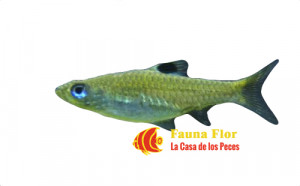 Rasbora Dorsiocellata