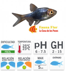 Rasbora Arlequín Negro 