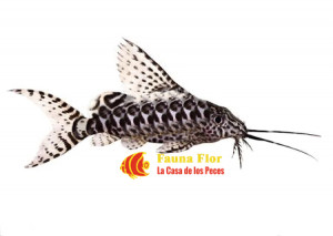 Synodontis Pez Gato Invertido