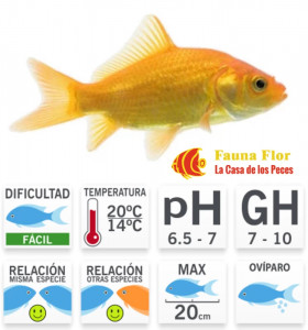 Cometa Amarillo o  Carassius auratus L