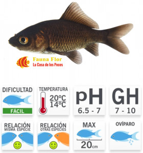 Cometa Negro o  Carassius auratus 