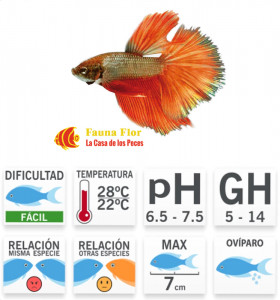 Bettas Superdelta  Macho MIX Premium