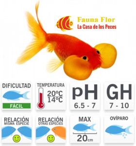Ojo De Burbuja O Carassisus Auratus
