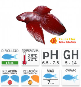 Bettas splendens Camboyano Metalico