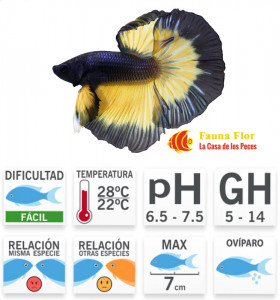 Bettas Halfmoon Mustard Gas