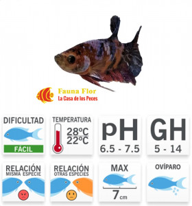 Betta  Hembra Halfmonn mix