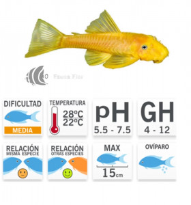 Ancistrus Oro (Gold)